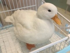 -怪兽屋·羊驼·猫咖·狗咖(俊华广场店)