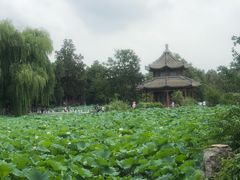 -白洋淀景区