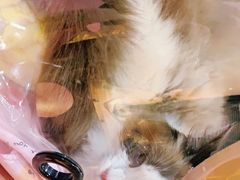 -喵百万·布偶·蓝金金渐层英短·猫舍(百子湾店)