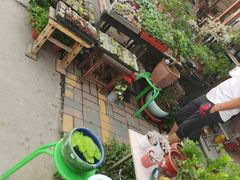 -中环花鸟鱼虫市场