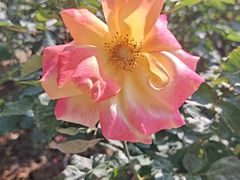 -人民公园(罗湖区)