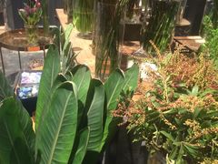 -植物学家的女儿(北马道巷店)