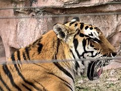 -鄂尔多斯野生动物园