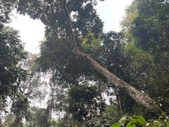 -西双版纳原始森林公园
