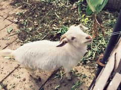 -小鱼草莓采摘园农家乐·小鱼餐厅