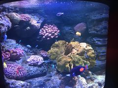-暹罗海洋世界