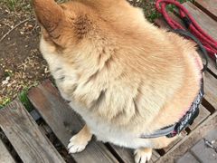 -花园桥(地铁站)