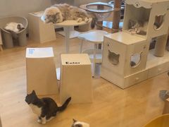 -有喵·猫咖·狗咖·30几只猫10只小狗(岗厦店)