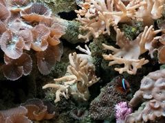 -北戴河圣蓝海洋公园