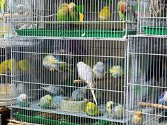 -青石桥花鸟鱼虫市场(叠翠城店)