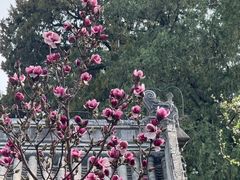 -北京鹫峰国家森林公园