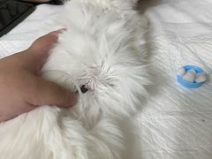 -北京观赏动物医院·24小时大型综合·猫专科·异宠专科