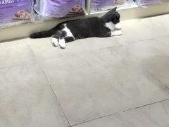 -老吴的猫·猫舍(新区店)