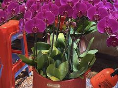 -溪岸路花鸟市场