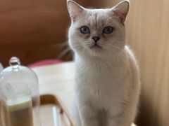 -猫腻·猫咖·撸猫馆(星光大道店)