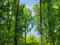 -上海共青森林公园