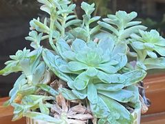 -节节香.成都非遗肥肠粉(总店)