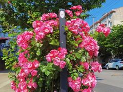 -永乐路-路侧停车场