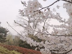 -武汉大学-樱园