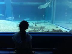 -大阪海游馆