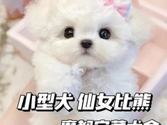 -萌宠之家·腊肠犬·马尔泰·小体犬舍