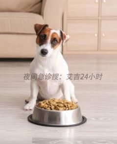 -艾吉宠物医院·疑难杂症转诊中心·猫友好(碧江路院)