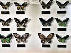 -上海昆虫博物馆