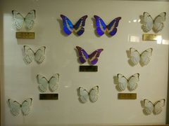 -上海昆虫博物馆