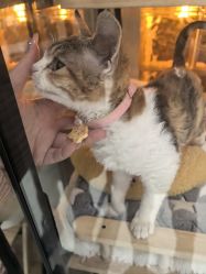 -猪猪女孩日式美睫美甲