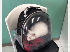 -欧奕国际动物医院