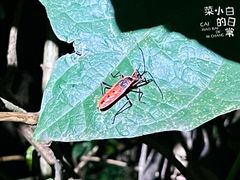 -中国科学院西双版纳热带植物园