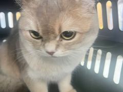-瑞派长江宠物医院·猫科·外科·24小时夜护(谊城公寓分院)