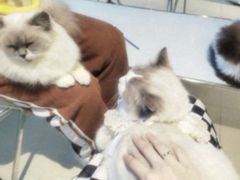 -怪兽屋·羊驼·猫咖·狗咖(俊华广场店)