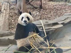 -都江堰中华大熊猫苑