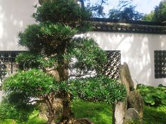 -上海醉白池公园