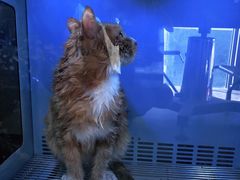 -宠爱国际动物医院(德胜门店)