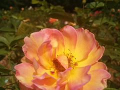 -人民公园(罗湖区)