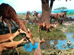 -国家自然博物馆