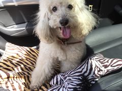 -北京赛佳动物医院