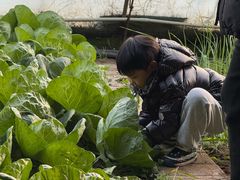 -大自然农场蔬菜草莓采摘园