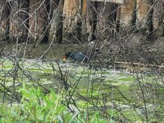 -春花秋色城市公园