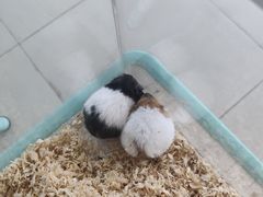 -怪兽屋·羊驼·猫咖·狗咖(俊华广场店)