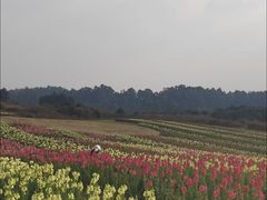 -空港花田景区