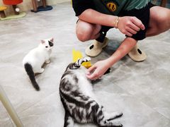 -猫力发电所·宠物专门店