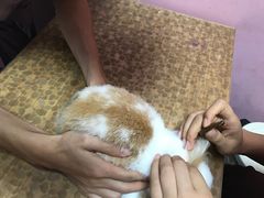 -严国平动物医院(德政总院)