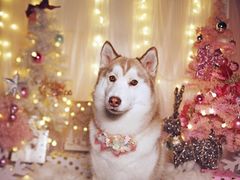 -超宠爱宠物摄影-Super pet