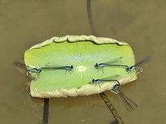 -铁山坪森林公园