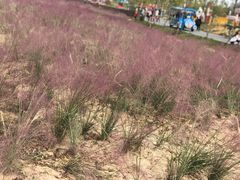 -枫林花海