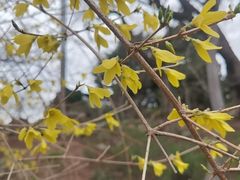 -大连植物园