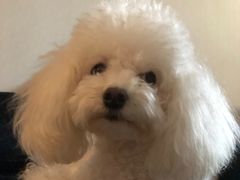 -派多格宠物·购宠(靛厂路店)